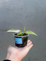 Super Rare Philodendron Silver Sword Variegated Plant - Collectors Plant - Rare Variegated Aroid Live Plant - Exact Same Plant - Us Seller