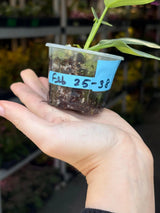 Super Rare Philodendron Silver Sword Variegated Plant - Collectors Plant - Rare Variegated Aroid Live Plant - Exact Same Plant - Us Seller