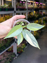Super Rare Philodendron Silver Sword Variegated Plant - Collectors Plant - Rare Variegated Aroid Live Plant - Exact Same Plant - Us Seller