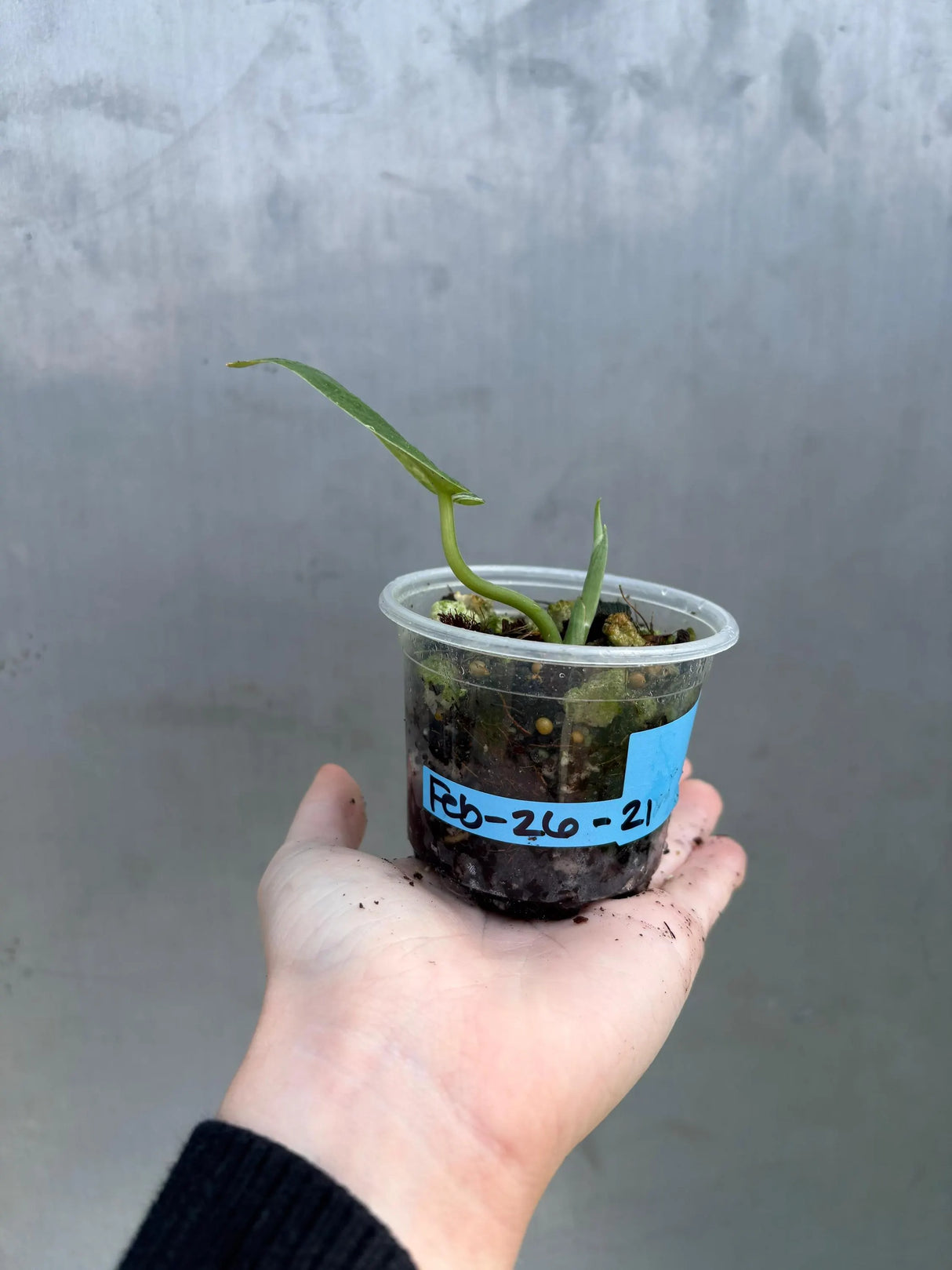 Variegated Scindapsus Pictus 'Jade Satin' Plant in a Nursery Pot - Rare Collector Plant - SAME Plant - US Seller