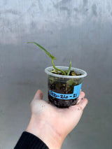 Variegated Scindapsus Pictus 'Jade Satin' Plant in a Nursery Pot - Rare Collector Plant - SAME Plant - US Seller