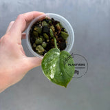 Variegated Scindapsus Pictus 'Jade Satin' Plant in a Nursery Pot - Rare Collector Plant - SAME Plant - US Seller
