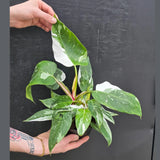 Philodendron White Wizard in a 6" Nursery Pot - White Variegated Philodendron Plant - Rare Indoor Houseplant - Fast Growing Plants