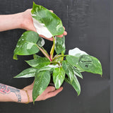 Philodendron White Wizard in a 6" Nursery Pot - White Variegated Philodendron Plant - Rare Indoor Houseplant - Fast Growing Plants
