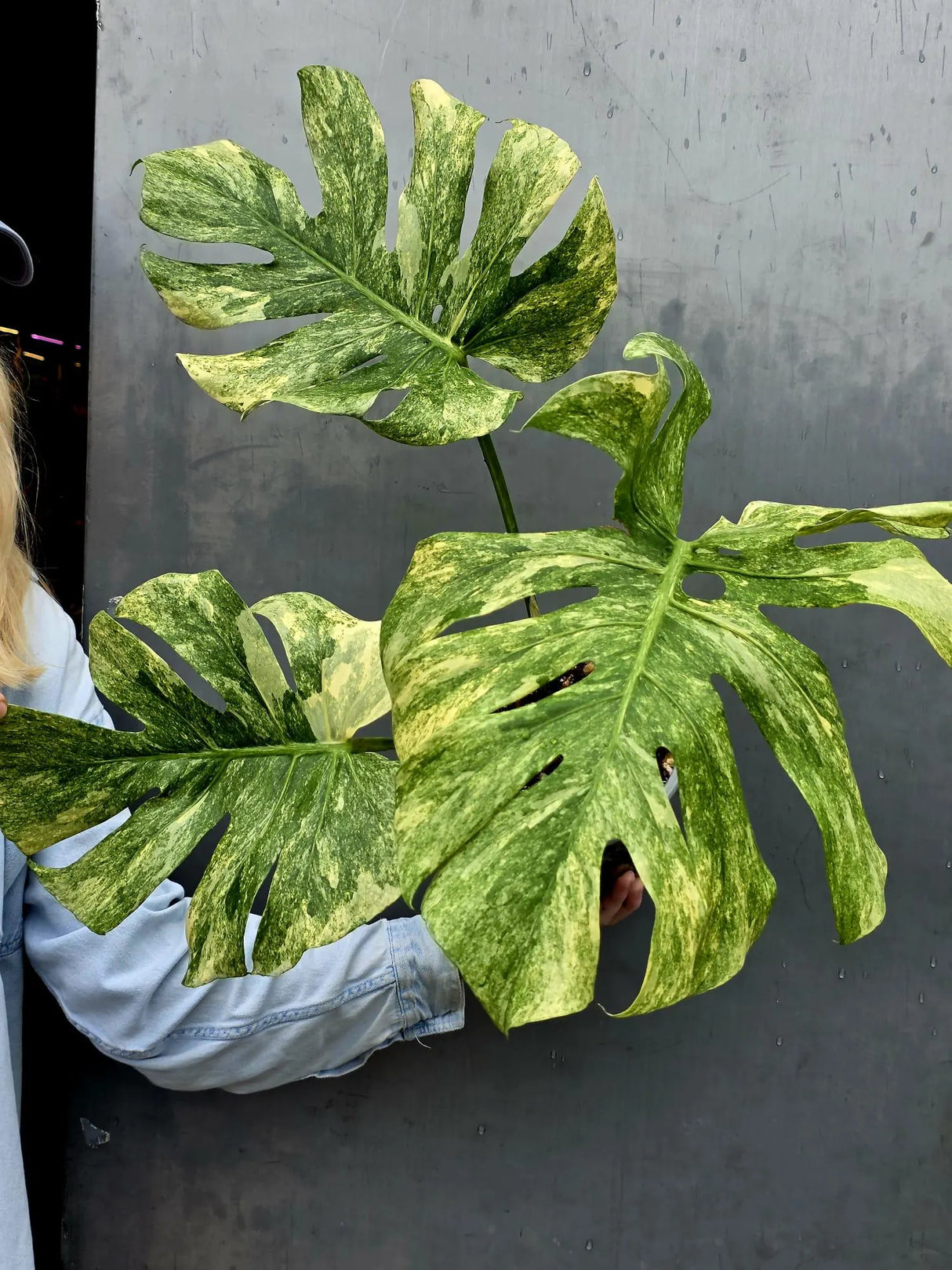 Variegated Monstera Legacy Live Plant - Extremely Rare Monstera Plant - EXACT Plant US Seller
