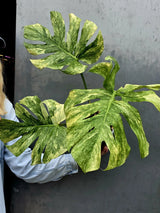 Variegated Monstera Legacy Live Plant - Extremely Rare Monstera Plant - EXACT Plant US Seller
