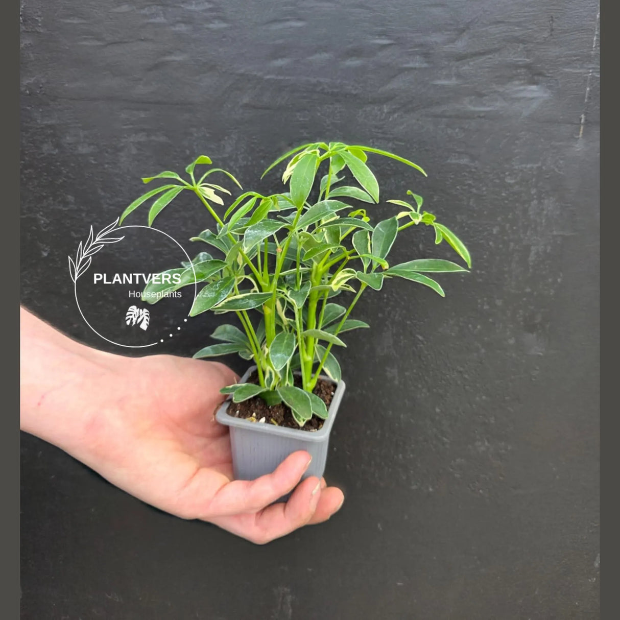 Variegated Schefflera Arboricola Trinette in 2” Pot – Live Umbrella Plant | Low Maintenance Indoor plant | Green Decor Plant | Gifts for Mom