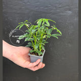 Variegated Schefflera Arboricola Trinette in 2” Pot – Live Umbrella Plant | Low Maintenance Indoor plant | Green Decor Plant | Gifts for Mom