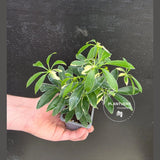 Variegated Schefflera Arboricola Trinette in 2” Pot – Live Umbrella Plant | Low Maintenance Indoor plant | Green Decor Plant | Gifts for Mom