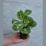 Variegated Maranta Beauty Kim Prayer Plant | Rare Variegated Indoor Plant | Low Light Houseplant | Mother’s Day Gift | 4" Pot