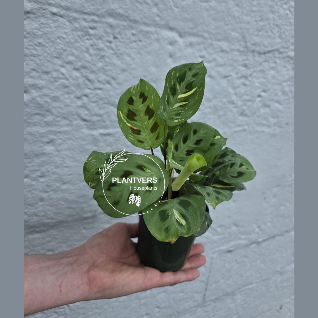 Variegated Maranta Beauty Kim Prayer Plant | Rare Variegated Indoor Plant | Low Light Houseplant | Mother’s Day Gift | 4" Pot
