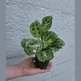Variegated Maranta Beauty Kim Prayer Plant | Rare Variegated Indoor Plant | Low Light Houseplant | Mother’s Day Gift | 4" Pot