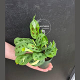 Variegated Maranta Beauty Kim Prayer Plant | Rare Variegated Indoor Plant | Low Light Houseplant | Mother’s Day Gift | 4" Pot