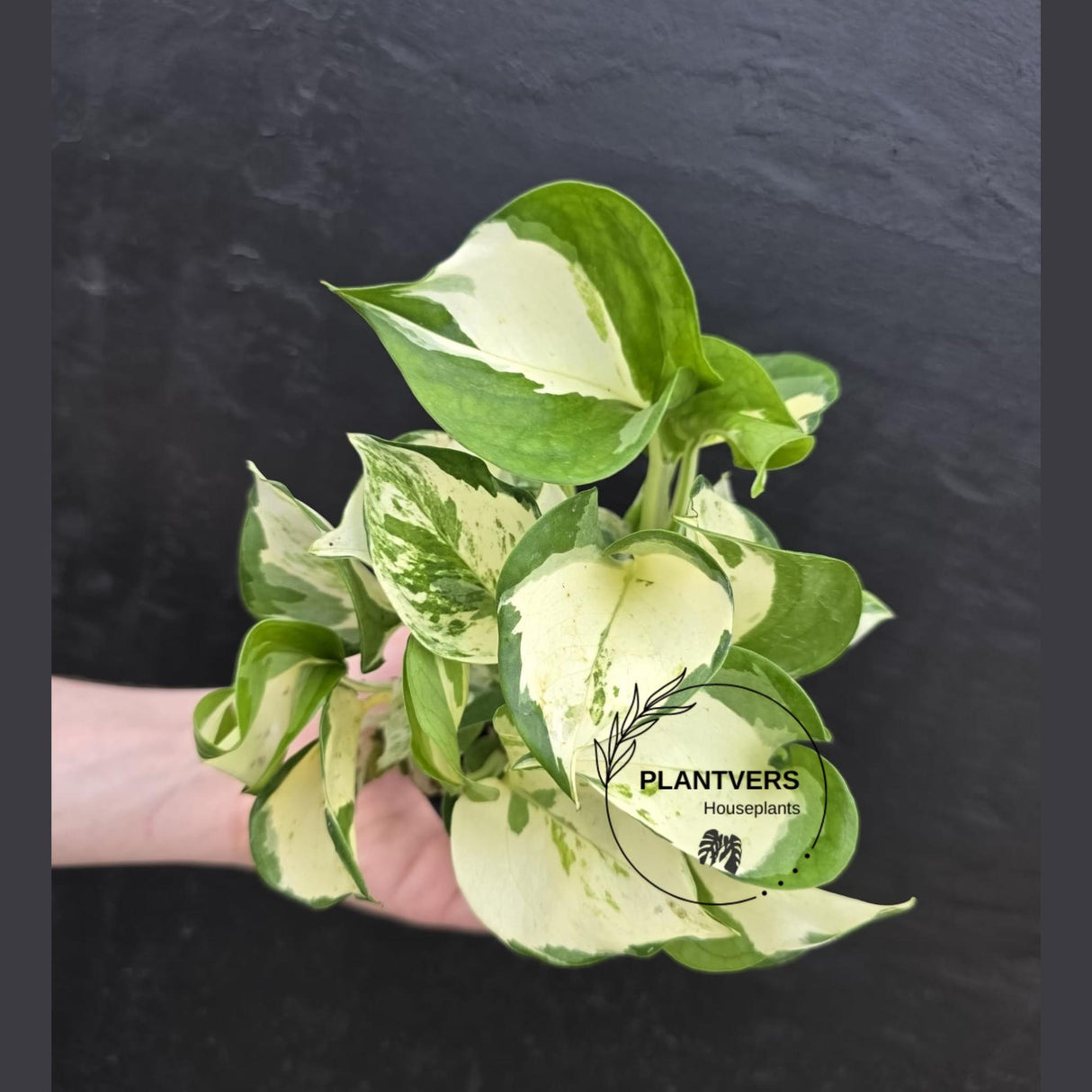 Manjula Pothos (Epipremnum Aureum) Live | Variegated Rare Indoor Trailing Plant | Hanging Pothos 4" Pot