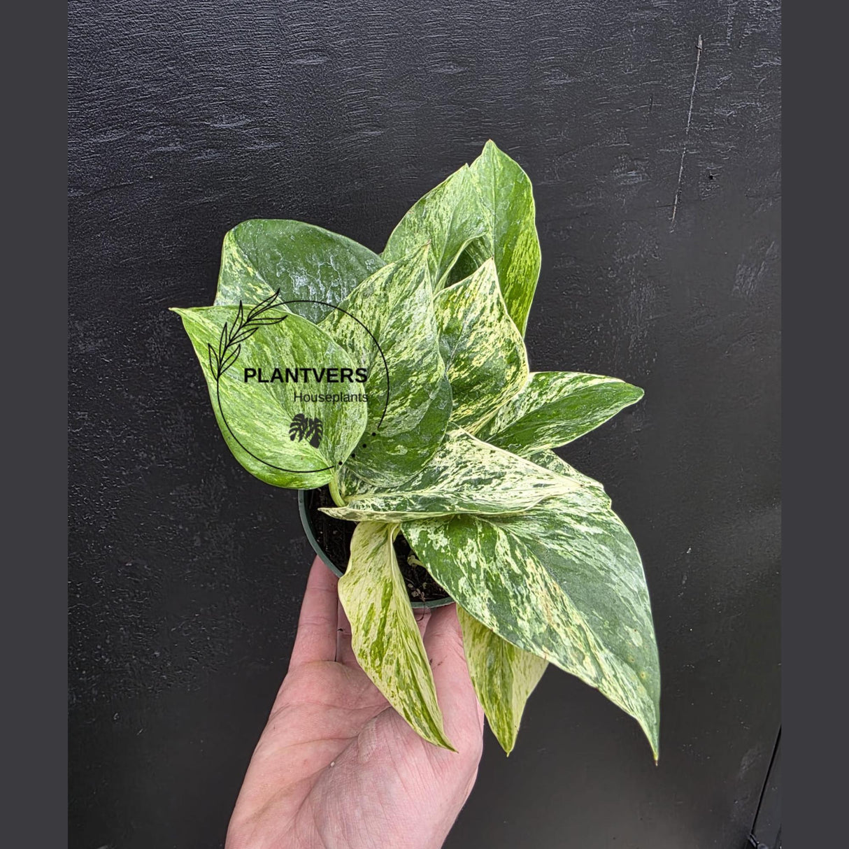 Marble Queen Pothos Live | Variegated Indoor Trailing Plant | Hanging Marble Pothos in 2" Pot