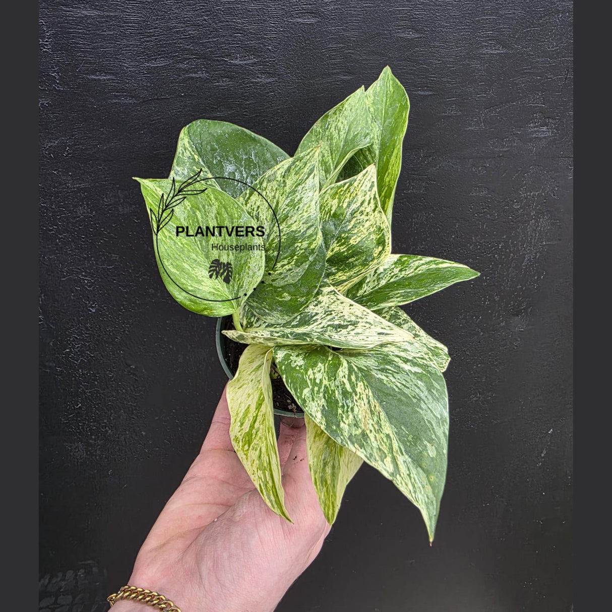 Marble Queen Pothos Live | Variegated Indoor Trailing Plant | Hanging Marble Pothos in 2" Pot