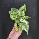 Marble Queen Pothos Live | Variegated Indoor Trailing Plant | Hanging Marble Pothos in 2" Pot