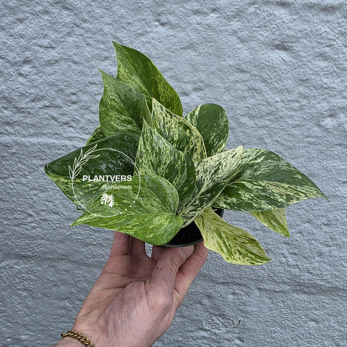 Marble Queen Pothos Live | Variegated Indoor Trailing Plant | Hanging Marble Pothos in 2" Pot