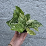 Marble Queen Pothos Live | Variegated Indoor Trailing Plant | Hanging Marble Pothos in 2" Pot