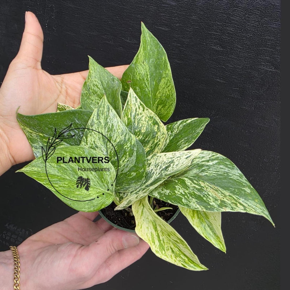 Marble Queen Pothos Live | Variegated Indoor Trailing Plant | Hanging Marble Pothos in 2" Pot