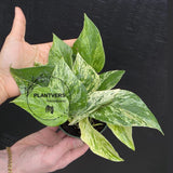 Marble Queen Pothos Live | Variegated Indoor Trailing Plant | Hanging Marble Pothos in 2" Pot