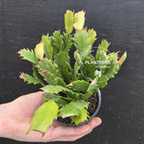 Thanksgiving Cactus in 4" Pot – Live Blooming Cactus | Indoor Flowering Succulent | Easy Care Plant | Gifts for Mom