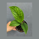 Monstera Peru in 4” Nursery Pot - Monstera Karstenianum Rare Find - Textured Indoor Tropical Plant - Aroid Collector Houseplant Gift