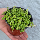 String of Pearls in 4” Grow Pot - Lush Trailing Succulent - Rowleyanus String of Pearls | Elegant Indoor Jungle Decor - Live Plant