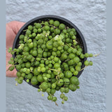 String of Pearls in 4” Grow Pot - Lush Trailing Succulent - Rowleyanus String of Pearls | Elegant Indoor Jungle Decor - Live Plant