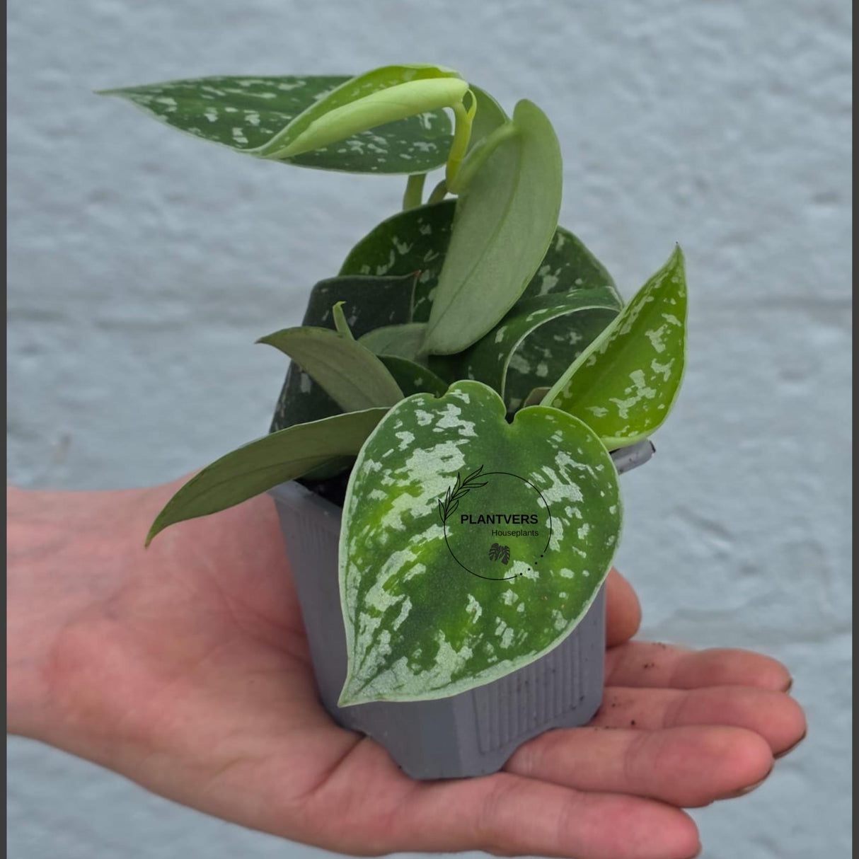 Scindapsus Silver Pothos in 2" Nursery Pot - Satin Pothos - Silver Splash vining Plant - Indoor Trailing Plant - Easy Care Live Houseplant