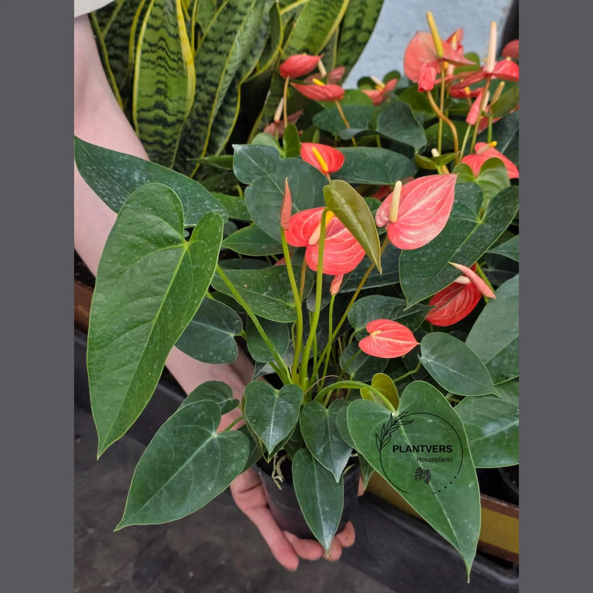 Anthurium Livium Plant in 4” Nursery Pot - Flowering Indoor Anthurium - Red Heart Plant - Tropical Houseplant - Gift for Her