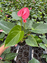 Anthurium Livium Plant in 4” Nursery Pot - Flowering Indoor Anthurium - Red Heart Plant - Tropical Houseplant - Gift for Her