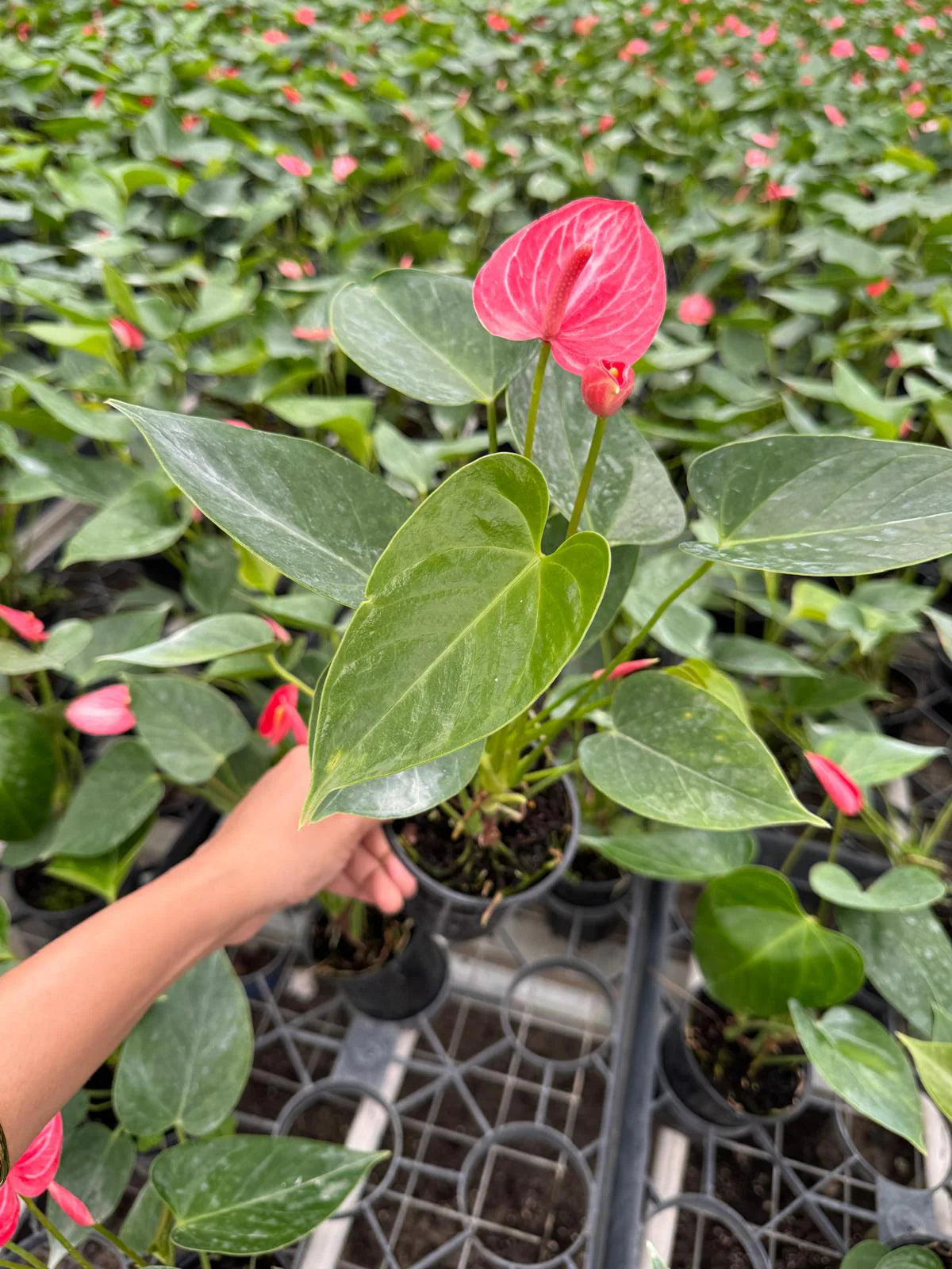 Anthurium Livium Plant in 4” Nursery Pot - Flowering Indoor Anthurium - Red Heart Plant - Tropical Houseplant - Gift for Her