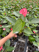 Anthurium Livium Plant in 4” Nursery Pot - Flowering Indoor Anthurium - Red Heart Plant - Tropical Houseplant - Gift for Her