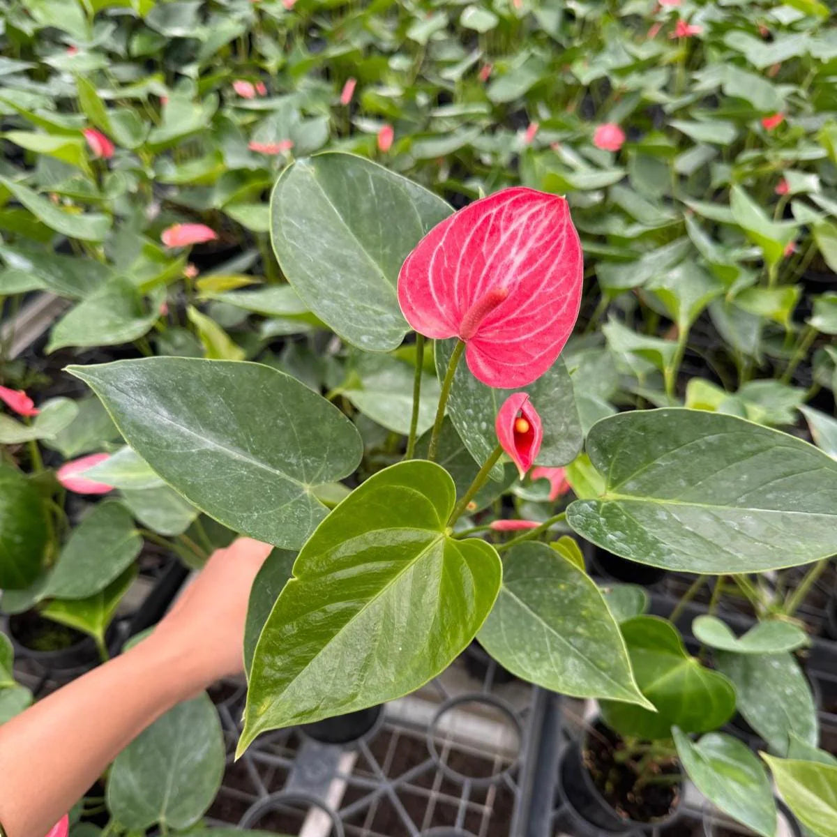 Anthurium Livium Plant in 4” Nursery Pot - Flowering Indoor Anthurium - Red Heart Plant - Tropical Houseplant - Gift for Her