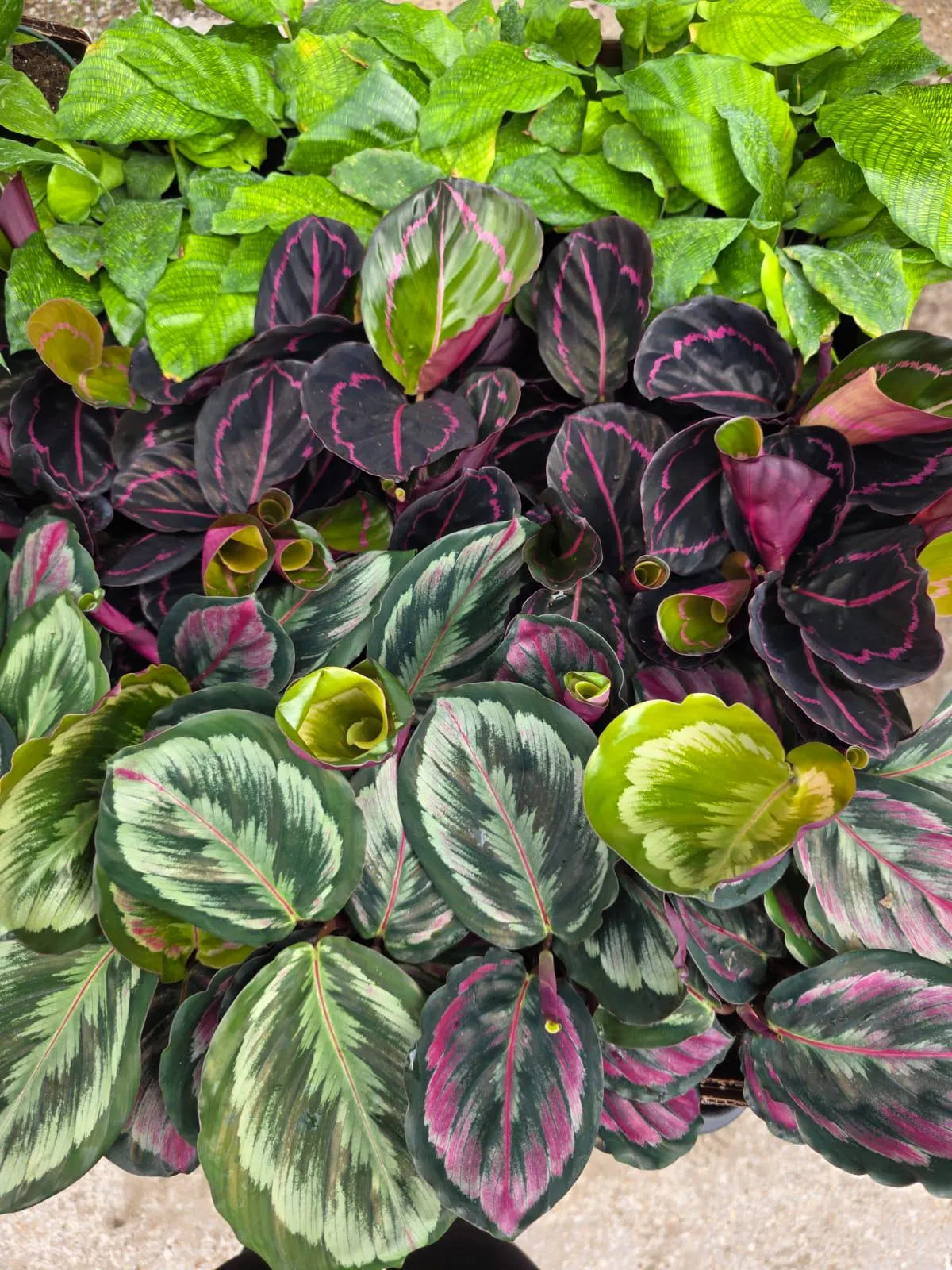 Assorted Calathea Plants Case of 30 in 4” Pots - Prayer Plants Variety Pack - Indoor Tropical Houseplants - Rare Calathea Mix Bundle