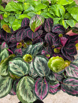 Assorted Calathea Plants Case of 30 in 4” Pots - Prayer Plants Variety Pack - Indoor Tropical Houseplants - Rare Calathea Mix Bundle