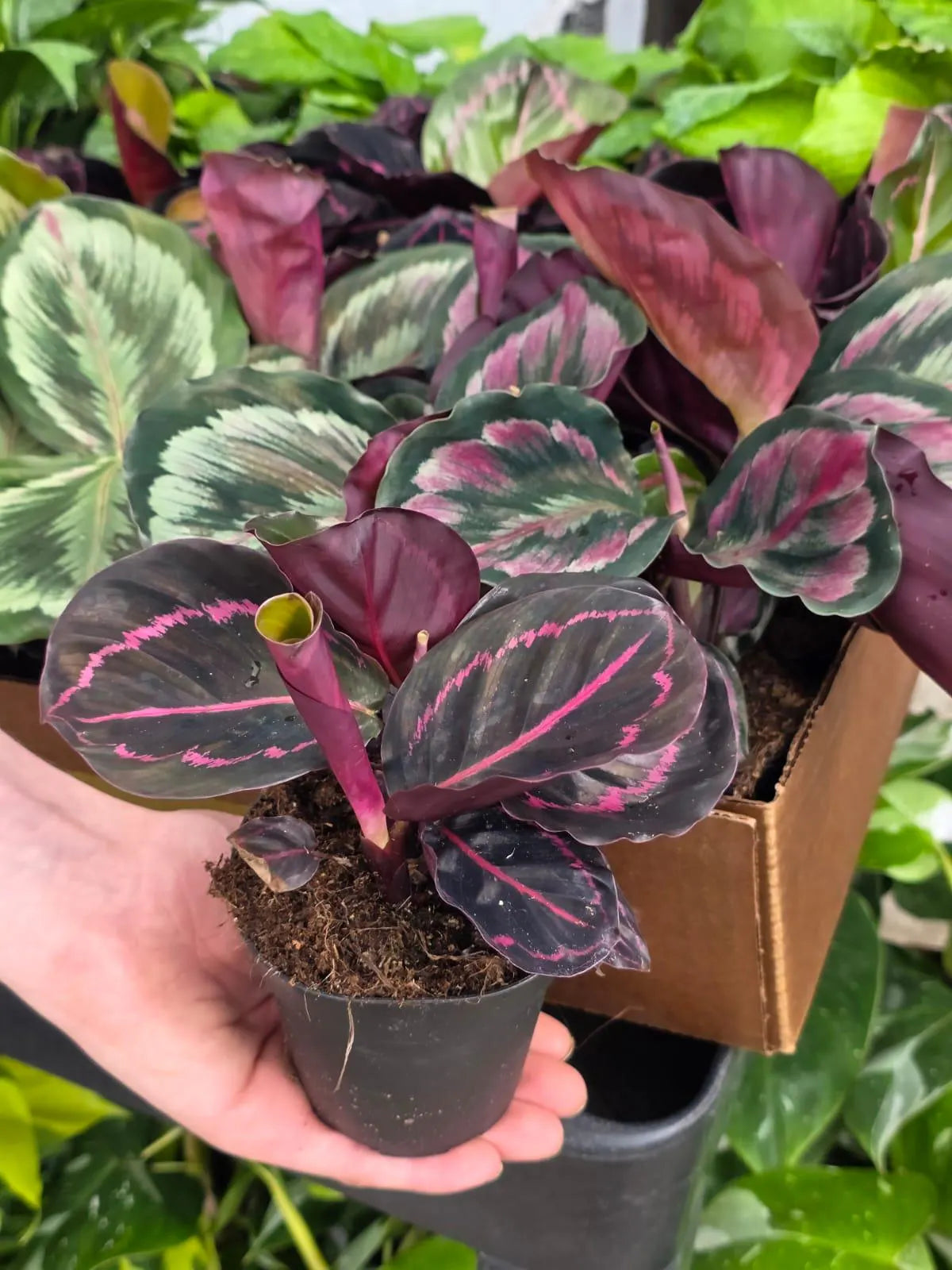 Assorted Calathea Plants Case of 30 in 4” Pots - Prayer Plants Variety Pack - Indoor Tropical Houseplants - Rare Calathea Mix Bundle