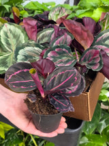Assorted Calathea Plants Case of 30 in 4” Pots - Prayer Plants Variety Pack - Indoor Tropical Houseplants - Rare Calathea Mix Bundle