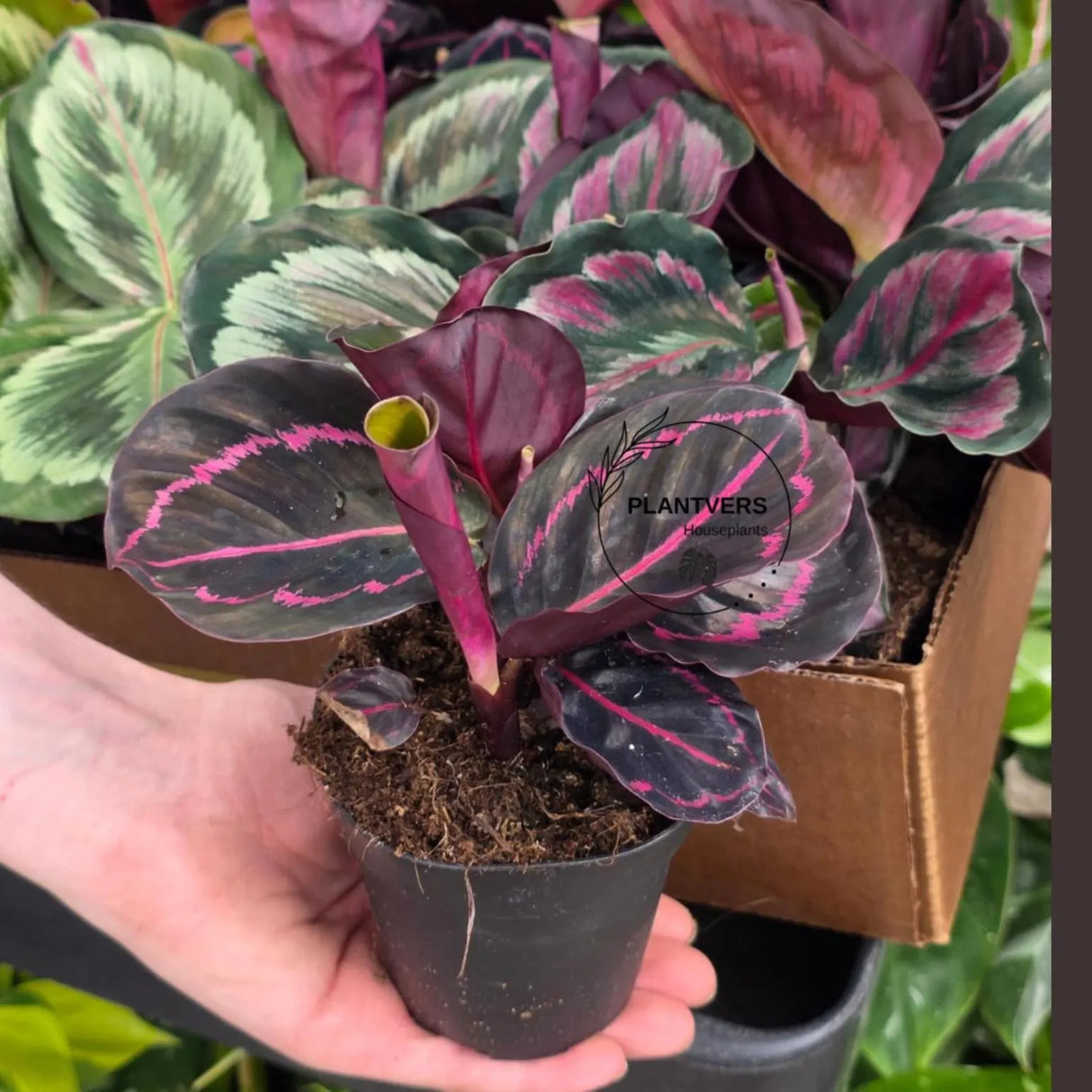 Assorted Calathea Plants Case of 30 in 4” Pots - Prayer Plants Variety Pack - Indoor Tropical Houseplants - Rare Calathea Mix Bundle