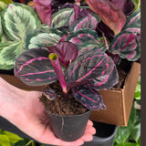 Assorted Calathea Plants Case of 30 in 4” Pots - Prayer Plants Variety Pack - Indoor Tropical Houseplants - Rare Calathea Mix Bundle