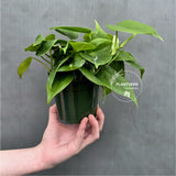 Heartleaf Philodendron Live | Philodendron Cordatum Trailing Houseplant | Low Light Indoor Plant in 4" Pot | Gift for Mom