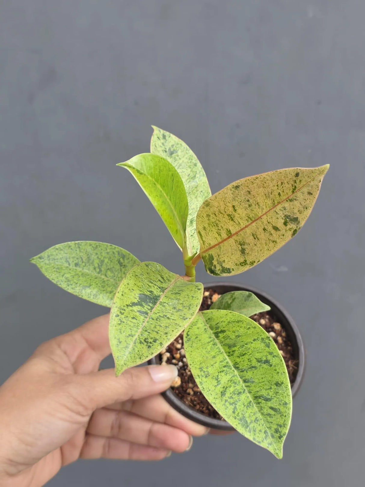 Ficus Shivereana Variegated in 4” Nursery Pot - Rare Variegated Rubber Plant - Ficus Elastica Shivereana Moonshine - Indoor Houseplant