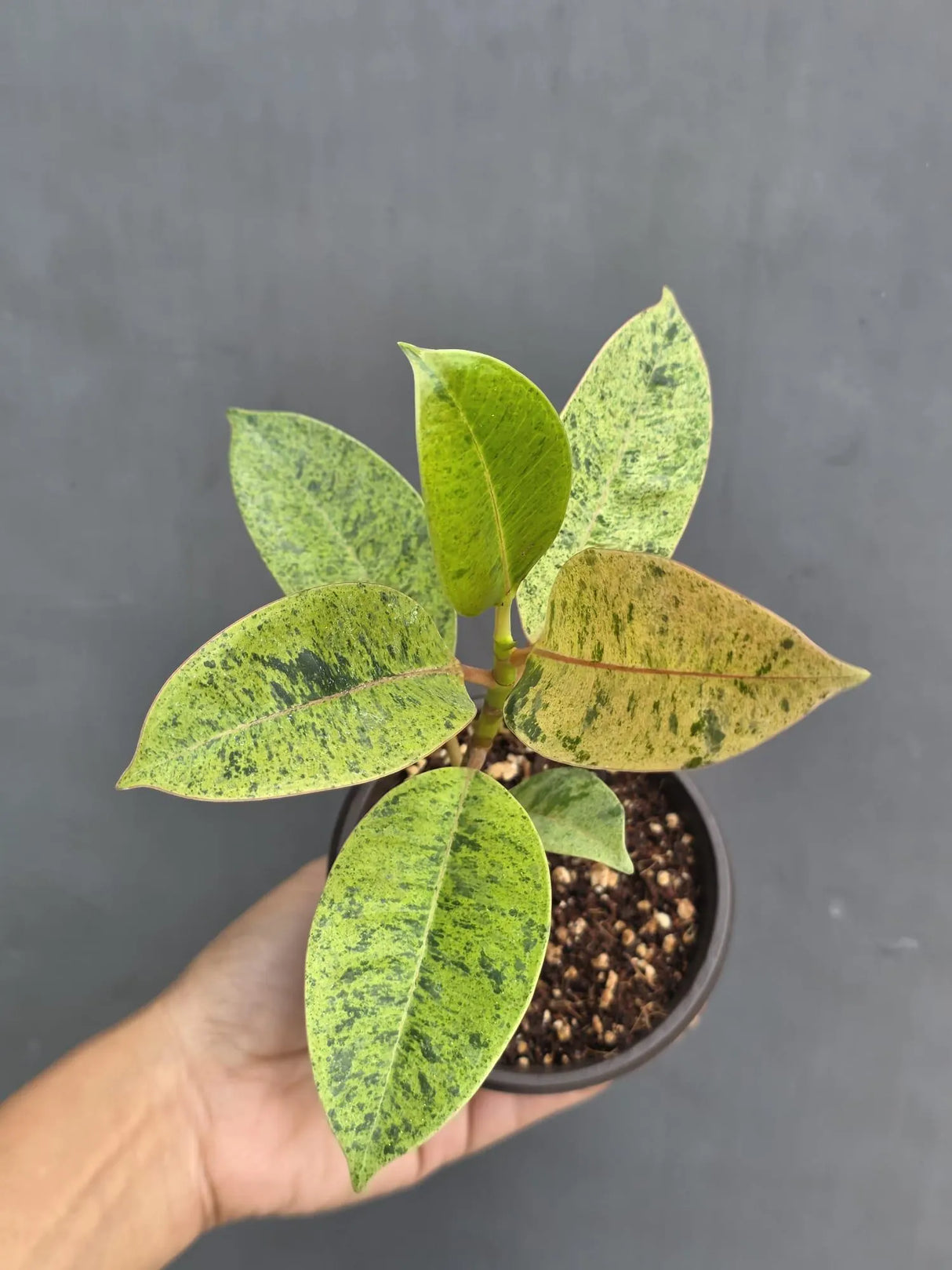 Ficus Shivereana Variegated in 4” Nursery Pot - Rare Variegated Rubber Plant - Ficus Elastica Shivereana Moonshine - Indoor Houseplant
