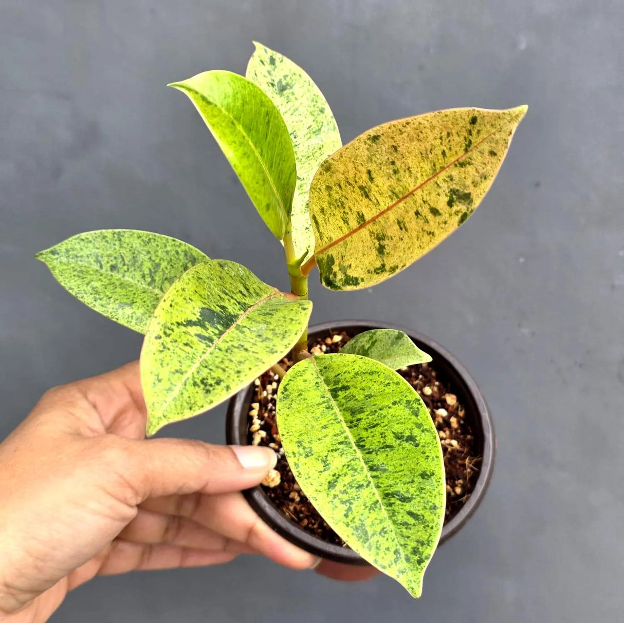 Ficus Shivereana Variegated in 4” Nursery Pot - Rare Variegated Rubber Plant - Ficus Elastica Shivereana Moonshine - Indoor Houseplant