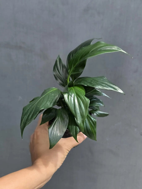Green Peace Lily in 3” Nursery Pot - Spathiphyllum Plant - Air Purifying Indoor Houseplant - Easy Care Low Light Plant - Live Plant Gift