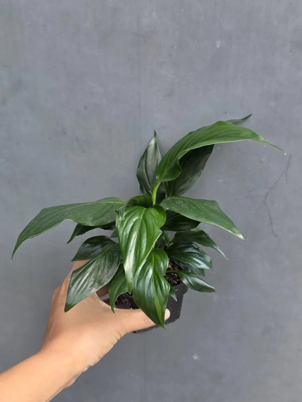 Green Peace Lily in 3” Nursery Pot - Spathiphyllum Plant - Air Purifying Indoor Houseplant - Easy Care Low Light Plant - Live Plant Gift