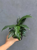 Green Peace Lily in 3” Nursery Pot - Spathiphyllum Plant - Air Purifying Indoor Houseplant - Easy Care Low Light Plant - Live Plant Gift