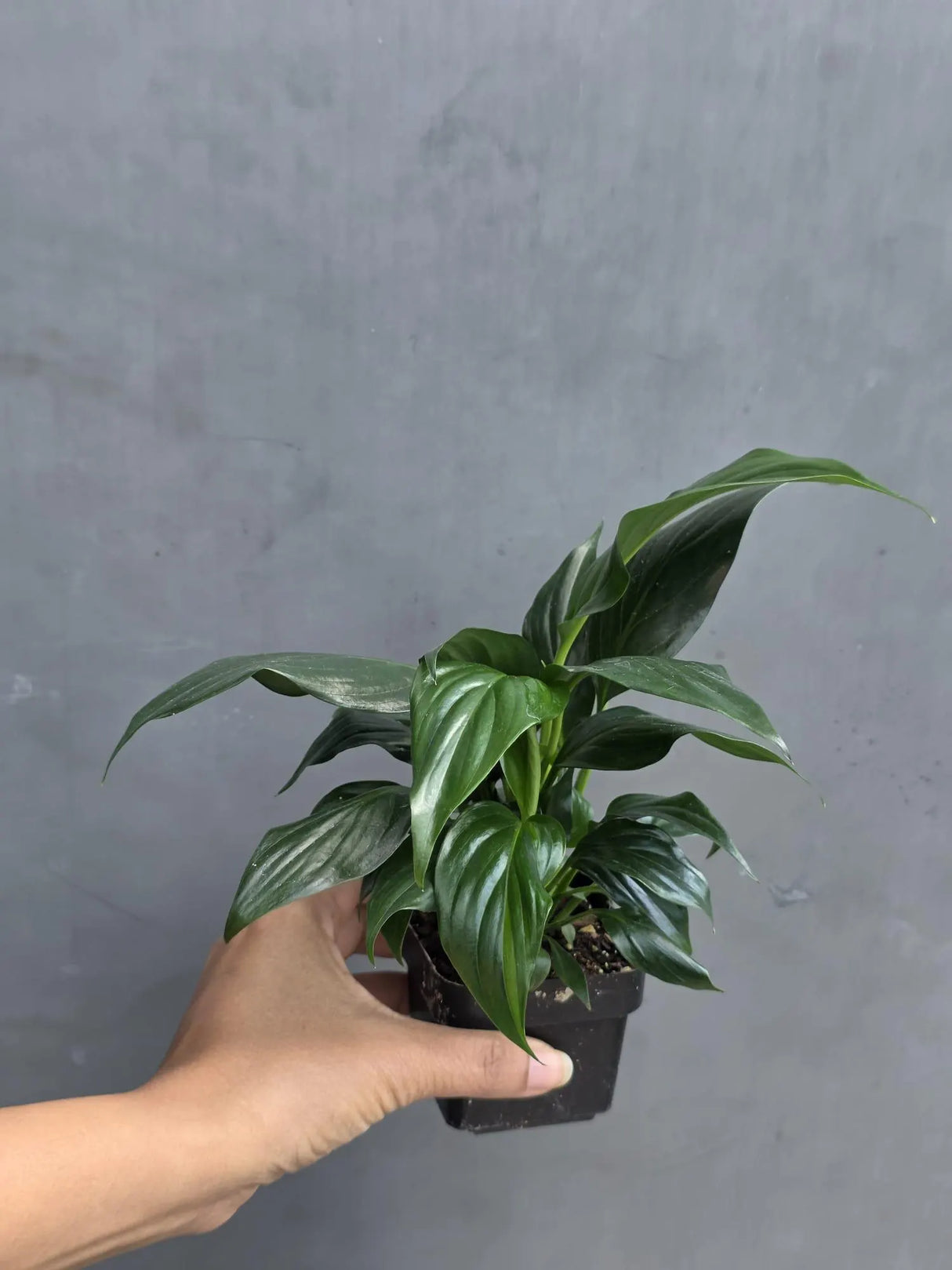 Green Peace Lily in 3” Nursery Pot - Spathiphyllum Plant - Air Purifying Indoor Houseplant - Easy Care Low Light Plant - Live Plant Gift