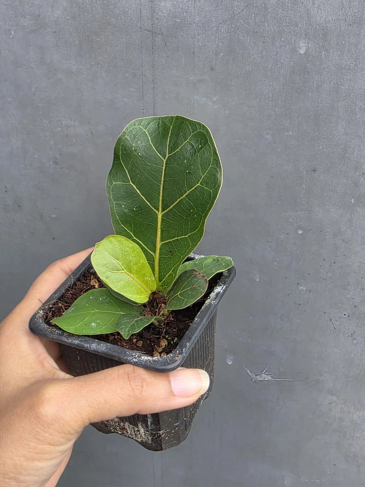 Fiddle Leaf Fig in 3” Nursery Pot - Ficus Lyrata Plant - Indoor Houseplant - Easy Care Tropical Plant - Live Plant Gift